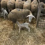 Eco A La Ferme * Campagnac (Aveyron)