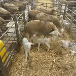 Eco A La Ferme בית נופש