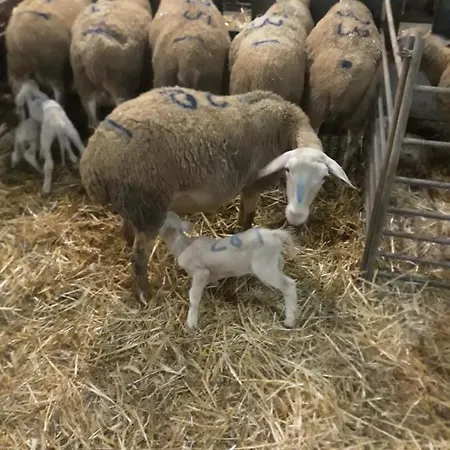 Eco A La Ferme * Campagnac (Aveyron)