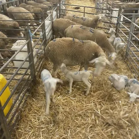 Eco A La Ferme Feriehus