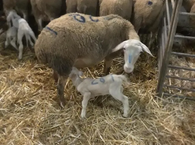 Eco à La Ferme * Campagnac (Aveyron)